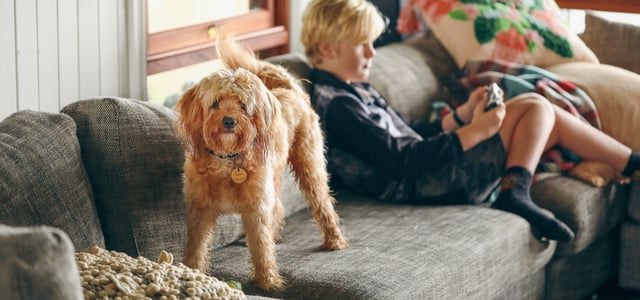 Dog standing on couch next to kid playing game