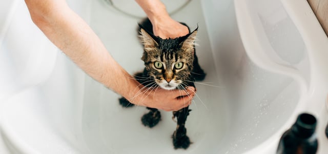 A cat having a bath.