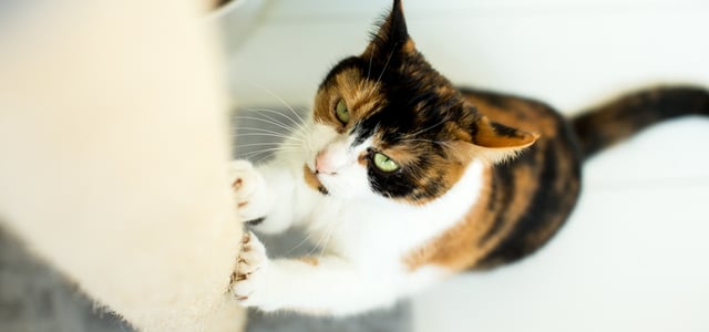 A quite angry looking tri-colour cat using a scratching post.
