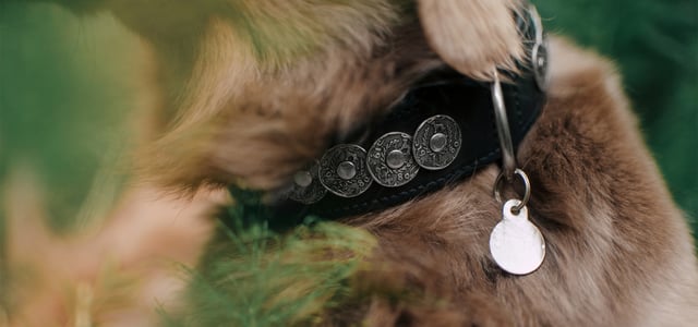 close up of dog collar