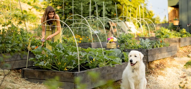 Golden retriever sitting in front of veggie patch being watered by owner