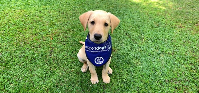 Albie with his support dog vest sitting on the grass