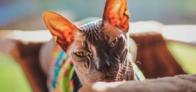 sphynx cat in sun