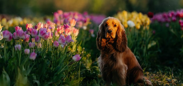 Cocker Spaniel sitting in field of tulips.