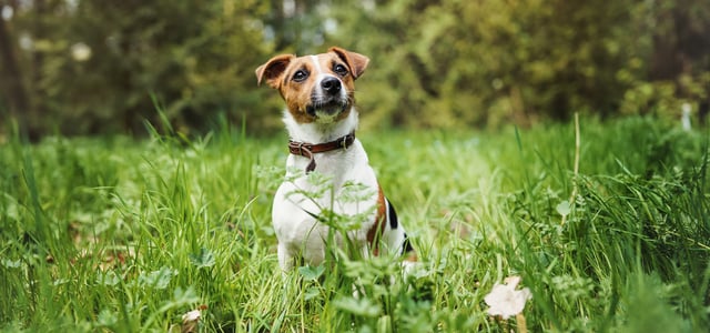 Jack Russell sitting outside in grass