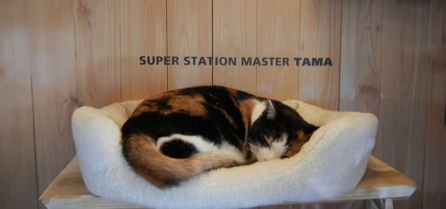 Tama sleeping in a white bed in her converted office