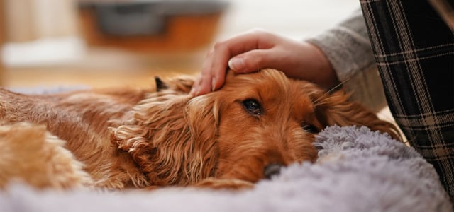 Golden Cocker Spaniel lying in bed being stroked