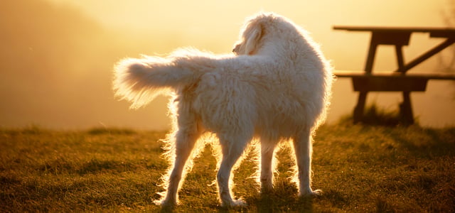 A labradoodle standing outdoors in golden hour by a picnic bench.