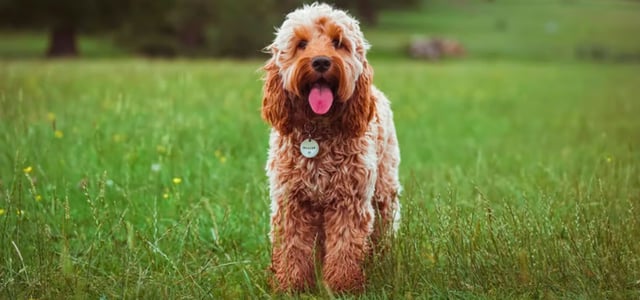 a cockapoo lamb cut haircut