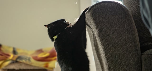 A black cat hanging on to a couch.