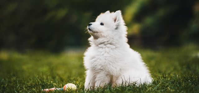A puppy samoyed sitting on grass with a toy.