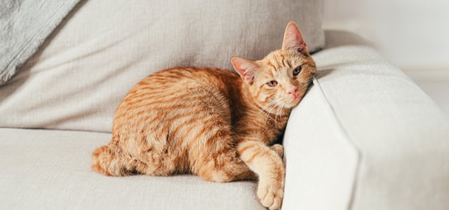 Ginger Manx cat lying on a cream couch