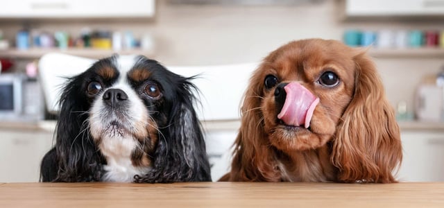 two cavalier king charles spaniels waiting patiently for a treat