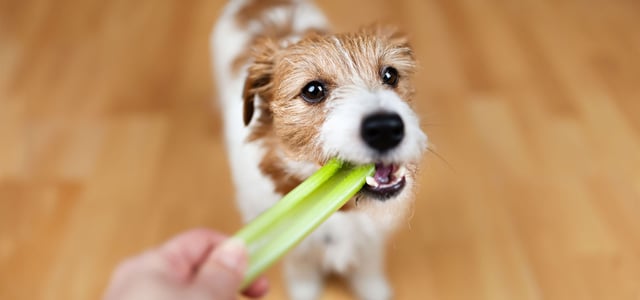 terrier eating celery stick from owners hand