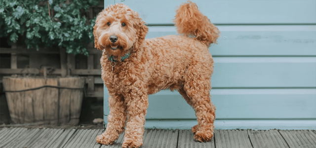 a cockapoo with a puppy cut and a cockapoo with a teddy bear cut