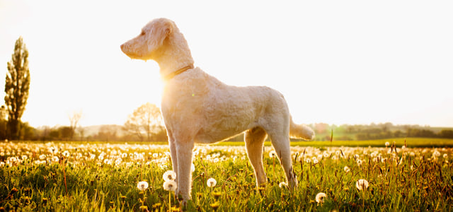 A labradoodle standing in a field of dandelions.