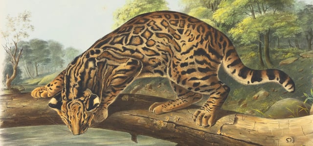 Painting of a Bengal cat on a tree branch