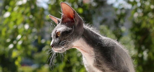 Grey Peterbald cat in sunshine