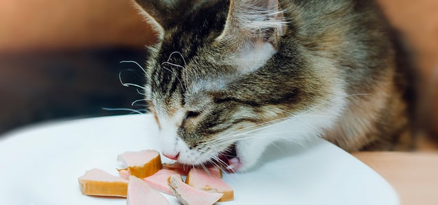 a cat eating ham from a plate