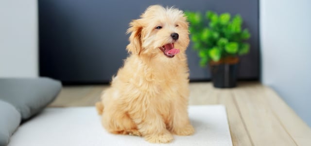 maltipoo sitting on mat with tongue out