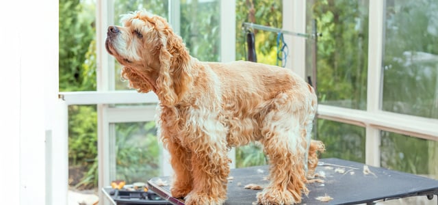 Golden Cocker spaniel on a grooming table standing