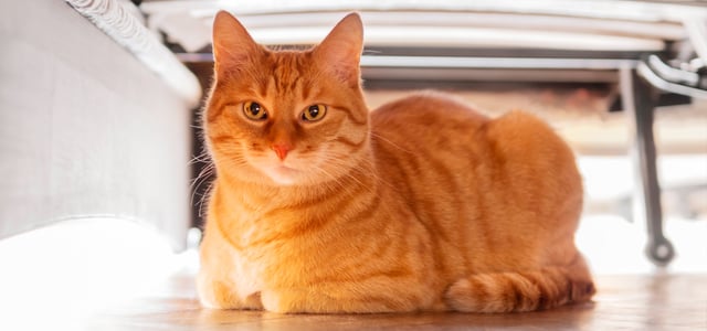 A ginger cat in a loaf position.