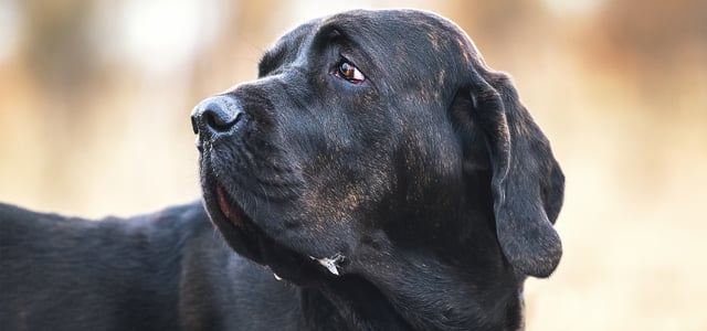 A close up image of a Filo Brasileiro