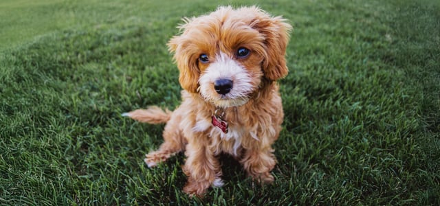 A puppy sitting on grass.