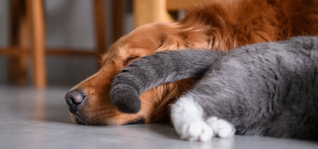 A labrador sleeping with a grey cat tail in his face.