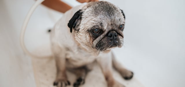 A Pug sitting in a bath.