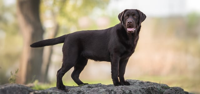 A brown labrador standing on a rock.