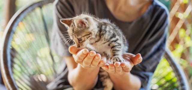 kitten sitting in hand of owner
