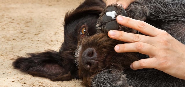 A dog with cream on its paw