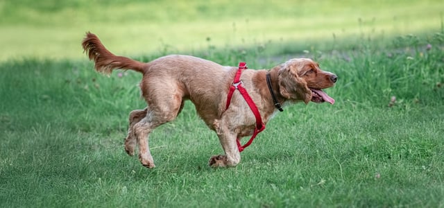 Cocker Spaniel with sport cut running on grass