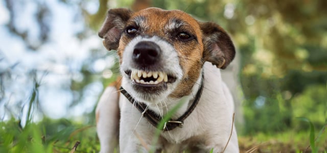 A jack russell baring his teeth outdoors.