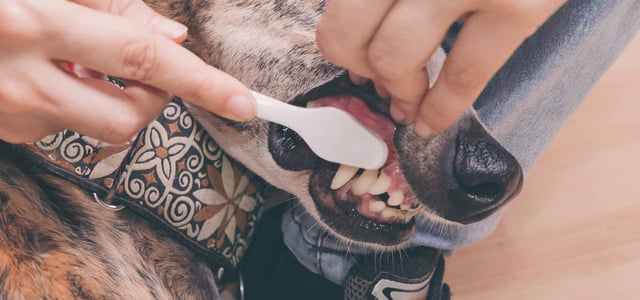 dog having teeth brushed