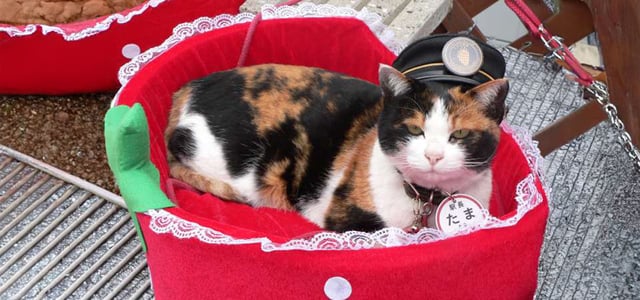 tama wearing her station master hat and sitting in a strawberry-shaped bed