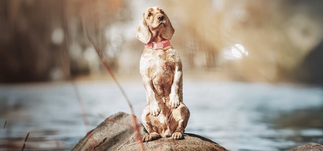 Cocker Spaniel with summer cut standing on rock
