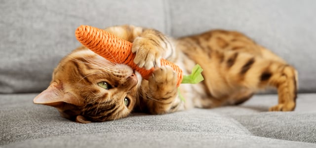 Tabby cat playing with eco friendly toy carrot