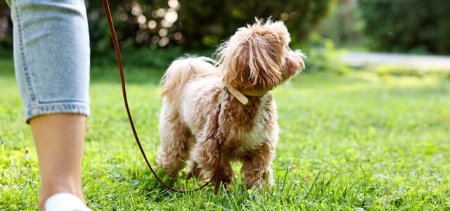 A cavapoo standing on grass.