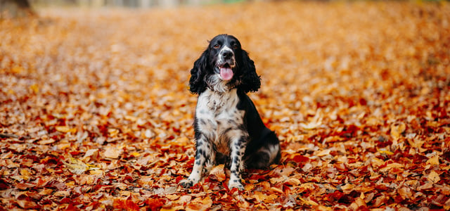 A black and white spotted springer spaniel sitting amongst orange leaves.
