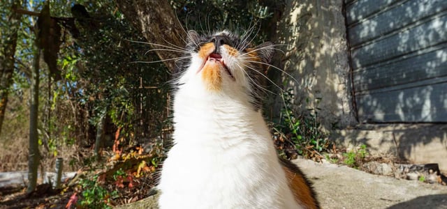 Cat on the verge of sneezing