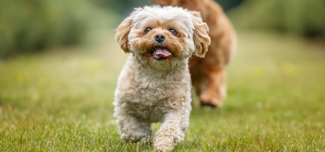 A cream coloured dog walking on grass.