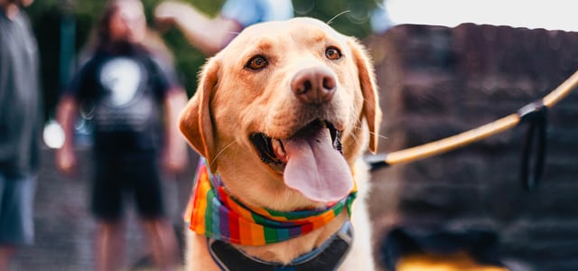 A labrador wearing a rainbow bandana.