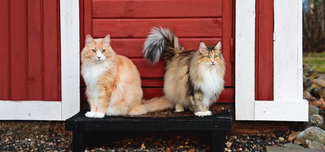 Two cats sitting outside of a red shed.