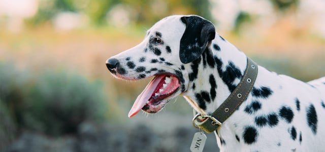 a dalmation wearing a collar