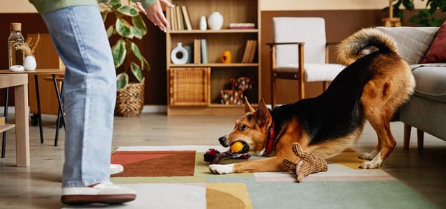 A large brown and black dog wanting to play.