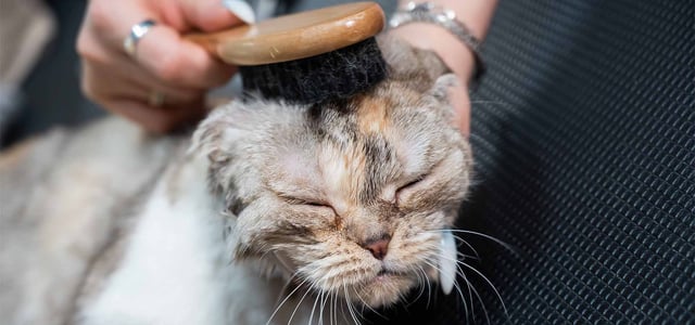 cat getting head brushed