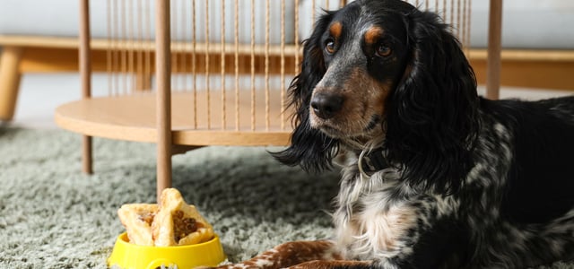 Cocker Spaniel lying on a rug in front of a yellow bowl of food