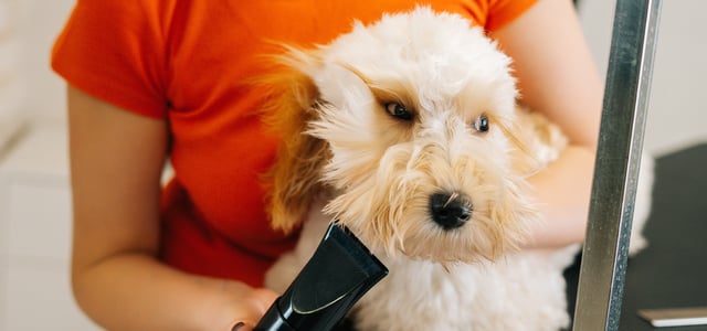 A labradoodle being groomed with hairdryer.